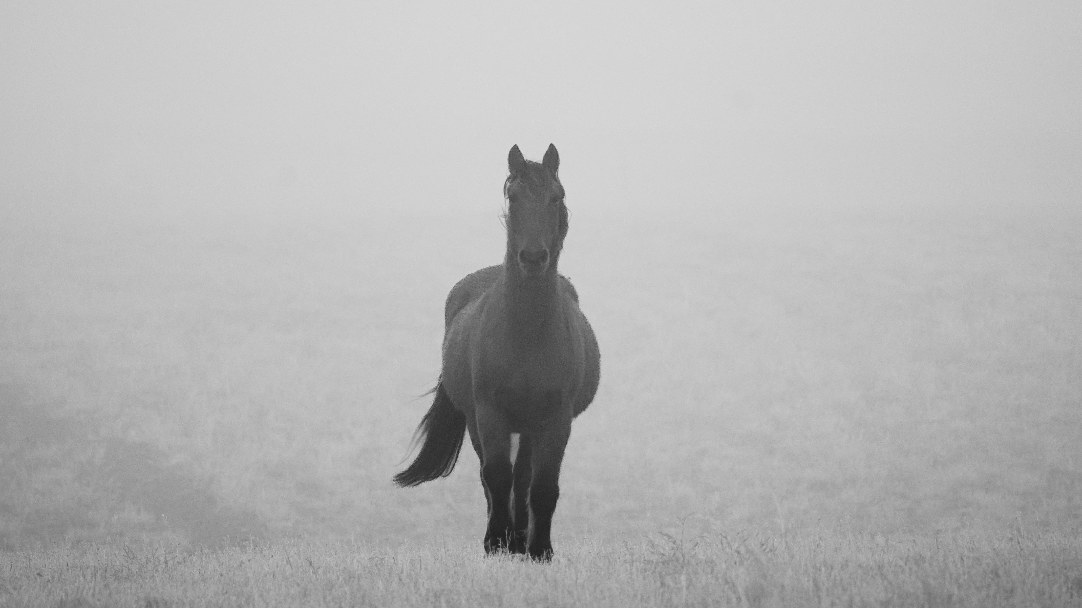 Wildlife and Horse Photography